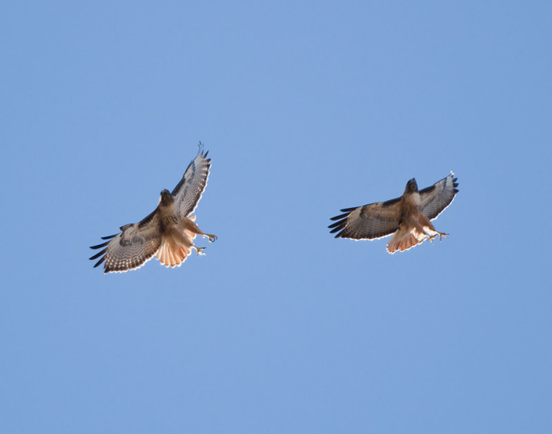 Red Tailed Hawk Pair 12