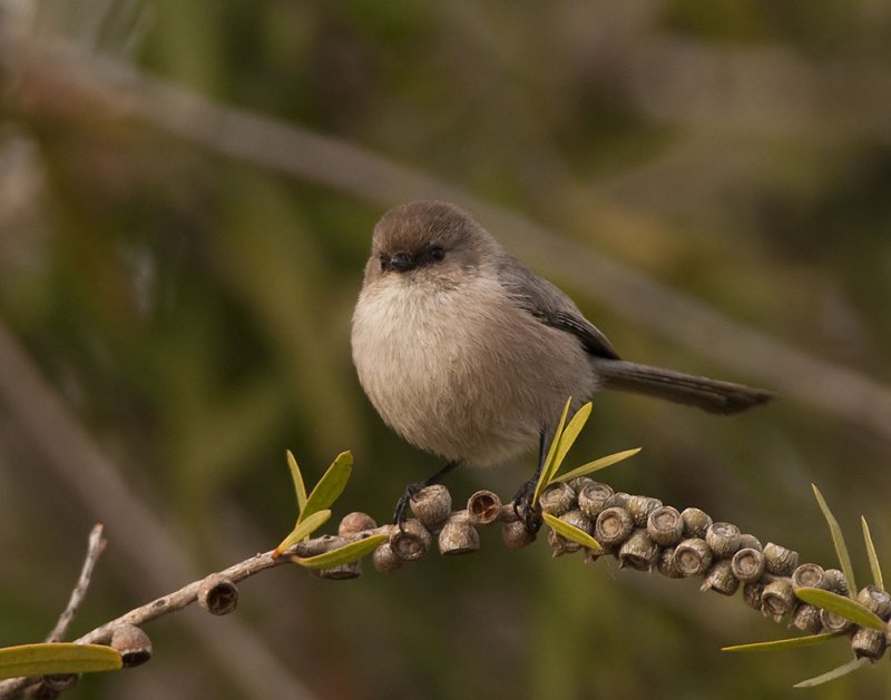 Bushtit 26