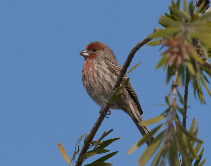 House Finch 31