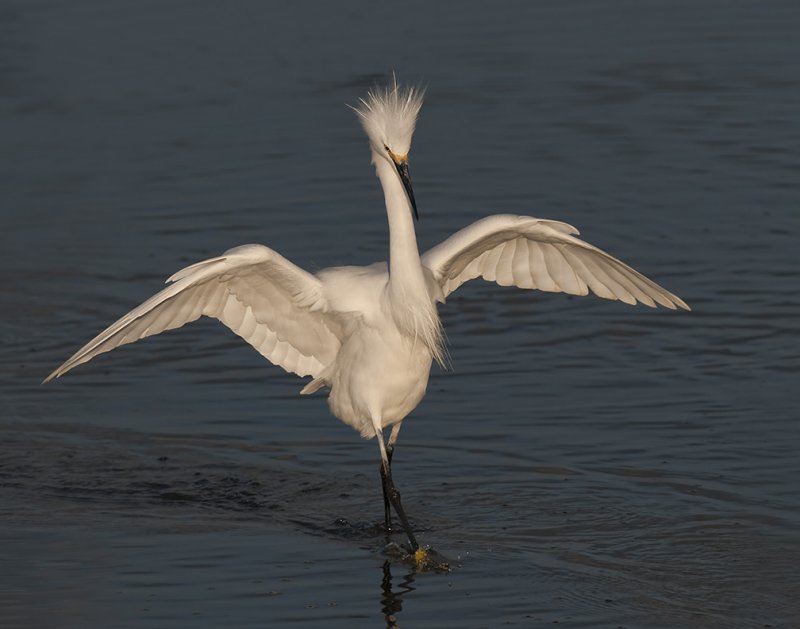 Snowy Egret in Aggressive Posture 48