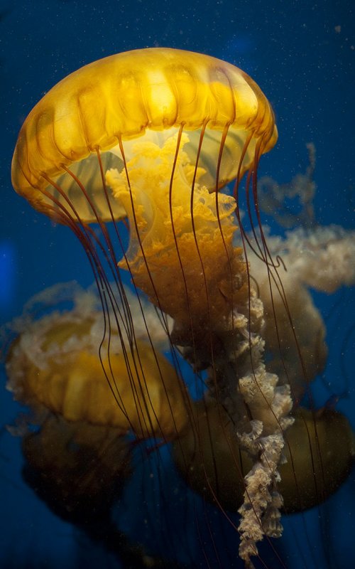 Jellyfish 139