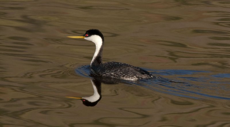 Grebe 71