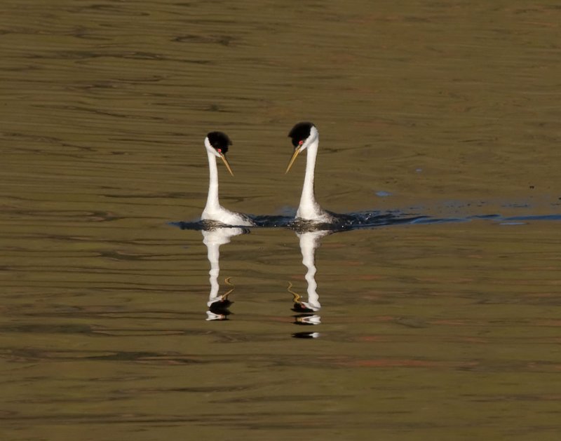 Grebe Pair 65