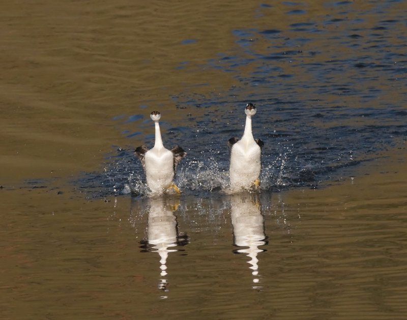 Dancing Grebes 64