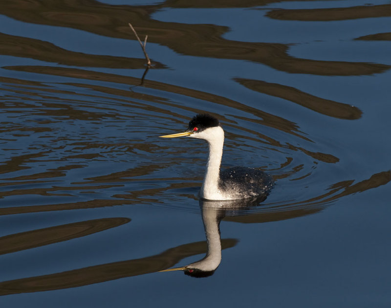 Grebe 35