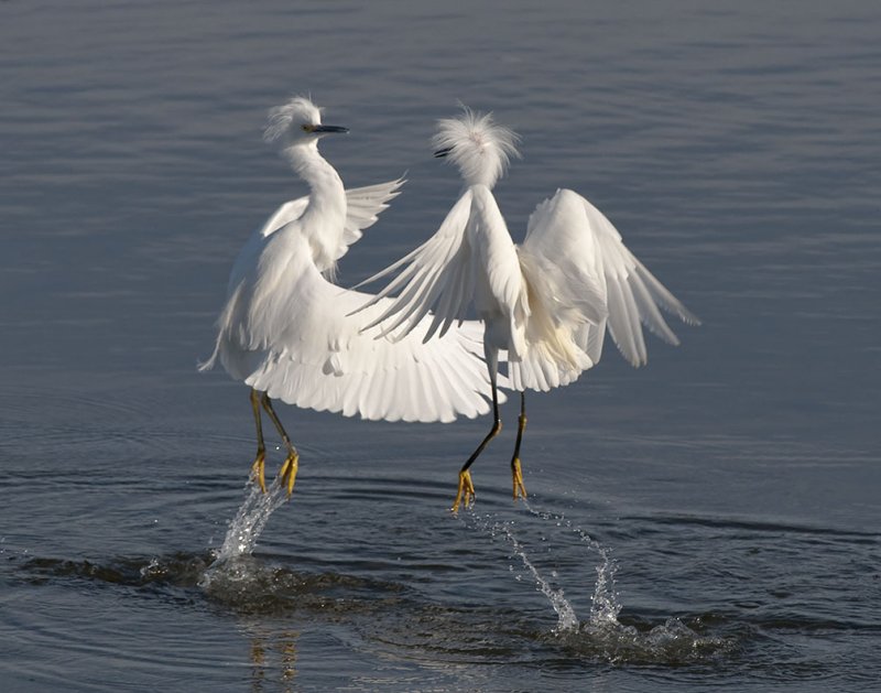 Snowy Egrets in Territorial Combat