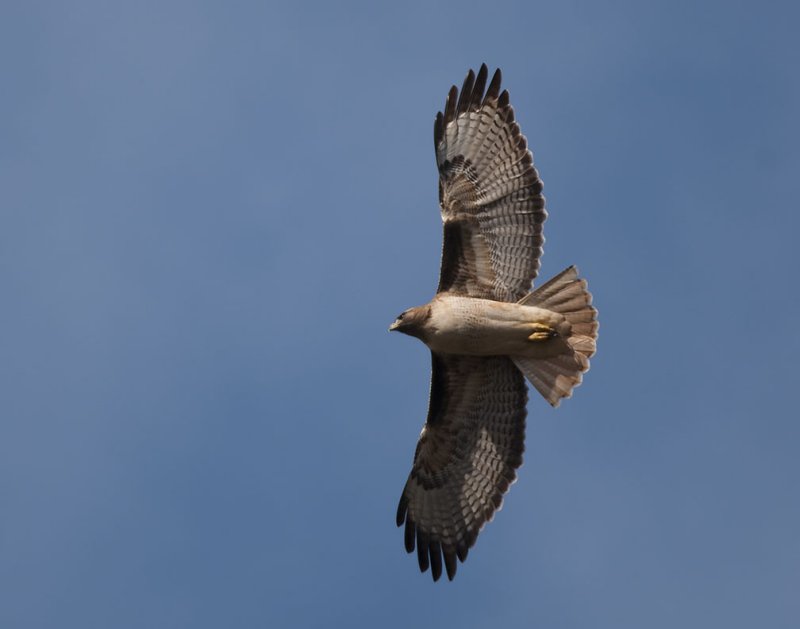 Red Tailed Hawk 59