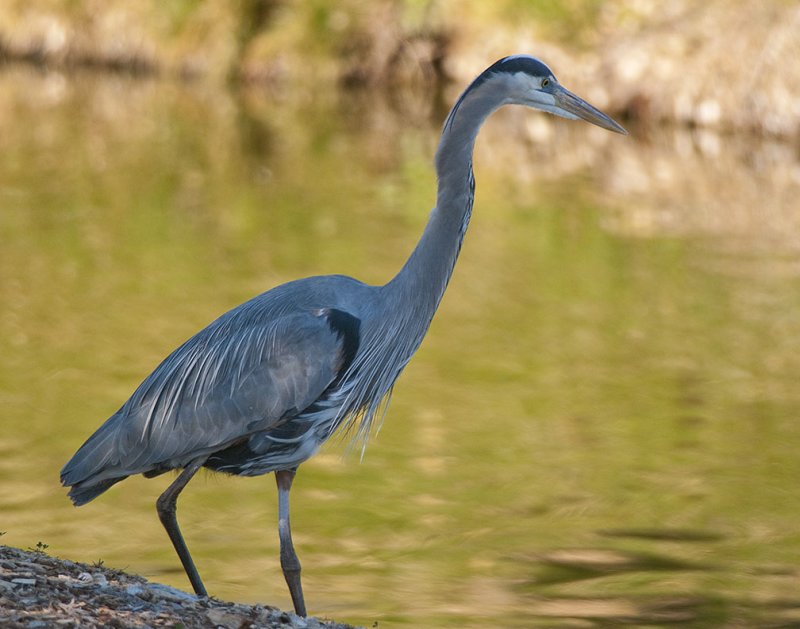 Great Blue Heron 17