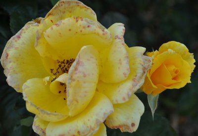 DSC_0061_edited-1.jpg