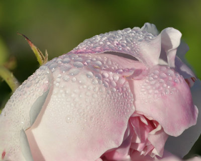 Morning Dew on Rose 
