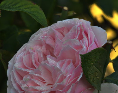 Wet Rose 3.jpg