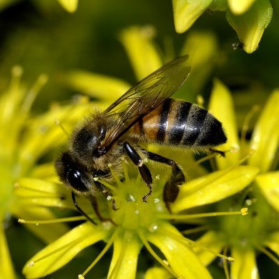 I Found Out What Busy as a Bee Means