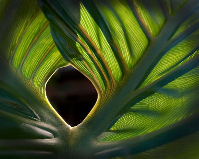 Back-lit Elephant Leaf