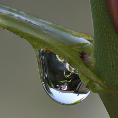 Rose Image in Water Drop