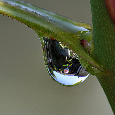 Rose in Water Drop #2