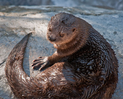 Fresh Water Otter #1
