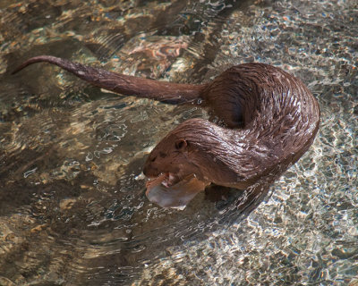 Freshwater Otter #2