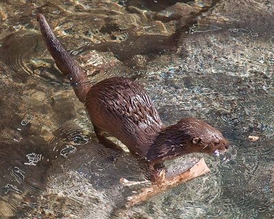 Freshwater Otter #3