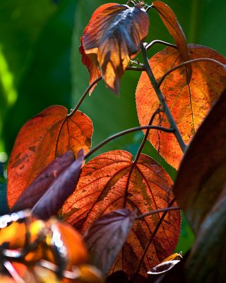 Backlit Leafs #1