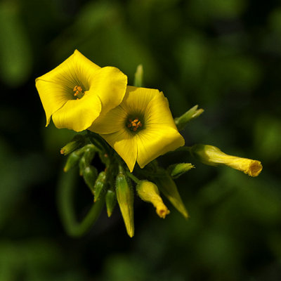 Small Yelow Flower on Vine