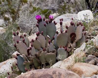Beavertail Cactus,Each of the Nodules will turn into a Flower, This one will be FULL of Flowers