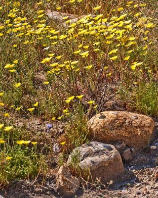 Trip to the Anza Borrego Desert State Park