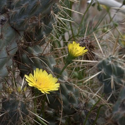 Dandelion in Cactus
