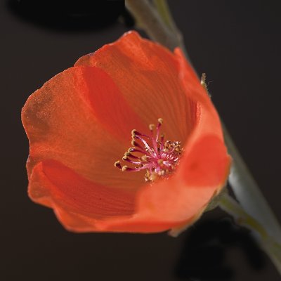 Apricot Mallow