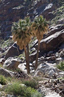 Two Palms Down Stream From the Main Grove