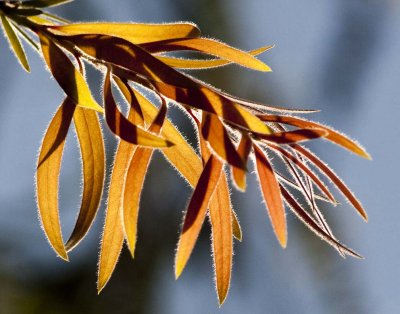 Bottlebrush Leafs