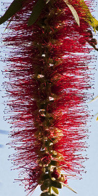 Bottlebrush Looking for a Bottle