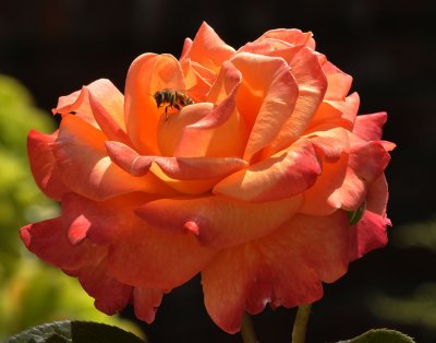 Bee on Rose.jpg