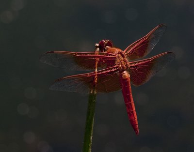 Orange Skimmer