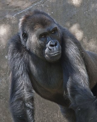 Big Beautiful Gorilla