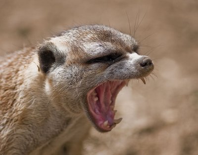 Whoa, I think I made this Meerkat  a Little Mad