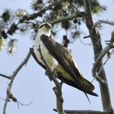 Beautiful Osprey Eagle on the Upper Decshutes