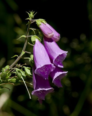 Mountain Bells