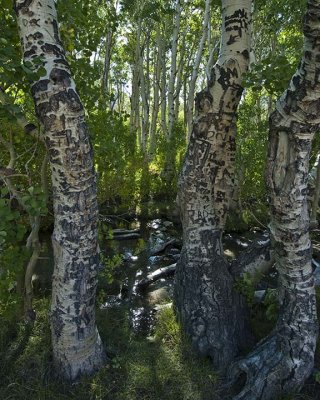 Aspen Trees in Remote Sherwin Creek Campcround with Many Enitials