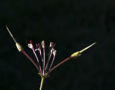 A Geranium Flower Pod in it's Final Stages