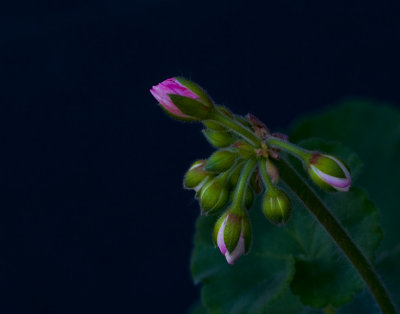 Geranium Flower Pod About to Come Out