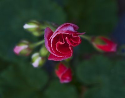 Geranium Blossom