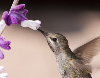 Hummingbird Portraits