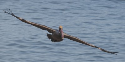 La Jolla Pelicans