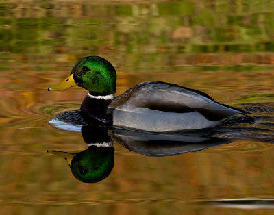Birds From Santee Lakes, California