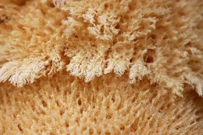 Sponge Close-up (370)