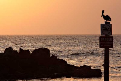 Pelican Post Sunset