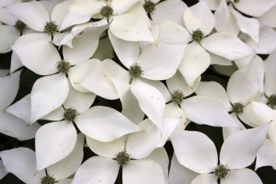 Our Special Dogwood