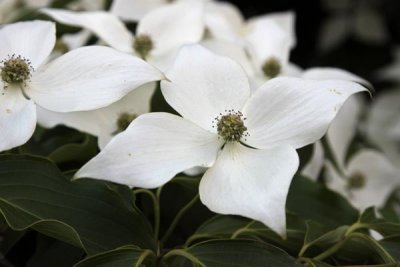 Our Special Dogwood Bloom