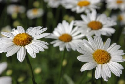 Daisy (136)