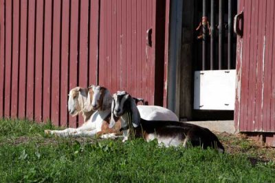 Relaxing on a Summer Day